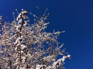 primavera in valle seriana