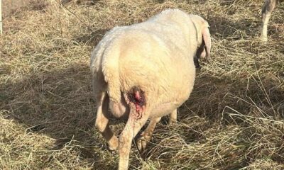Una delle pecore ferite
