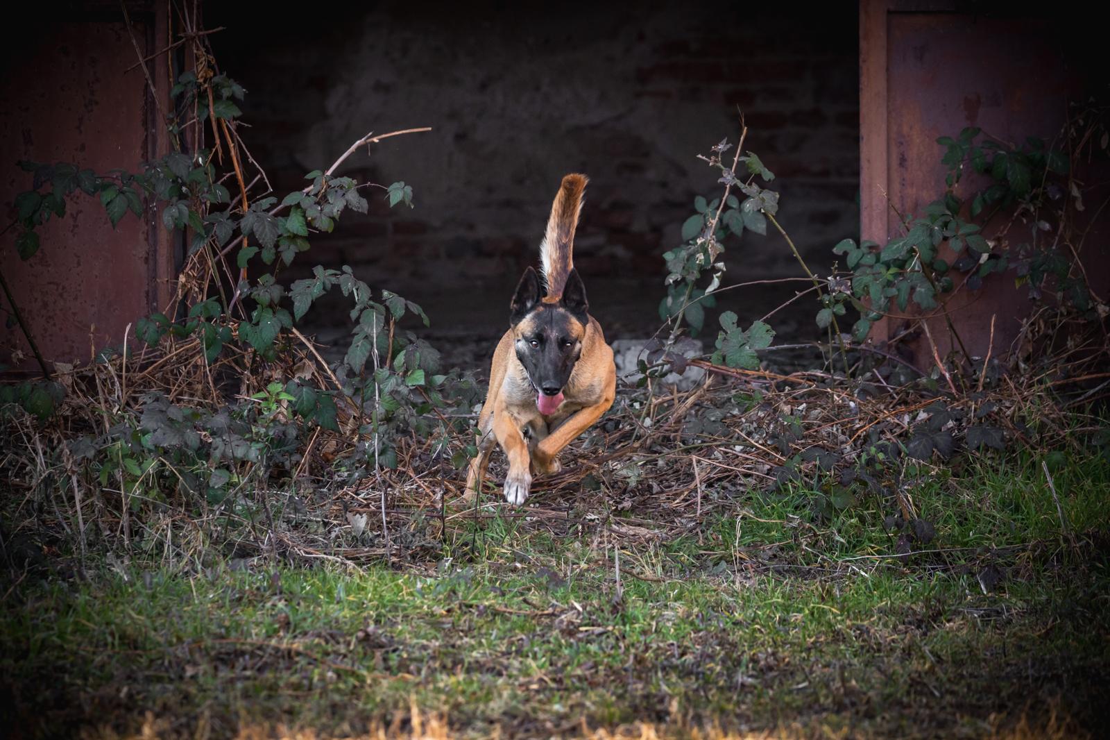 cani da soccorso leffe