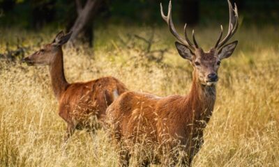 cervo montagne bergamasche fauna foto pixbay