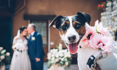 wedding dog sitter bergamo