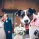 wedding dog sitter bergamo