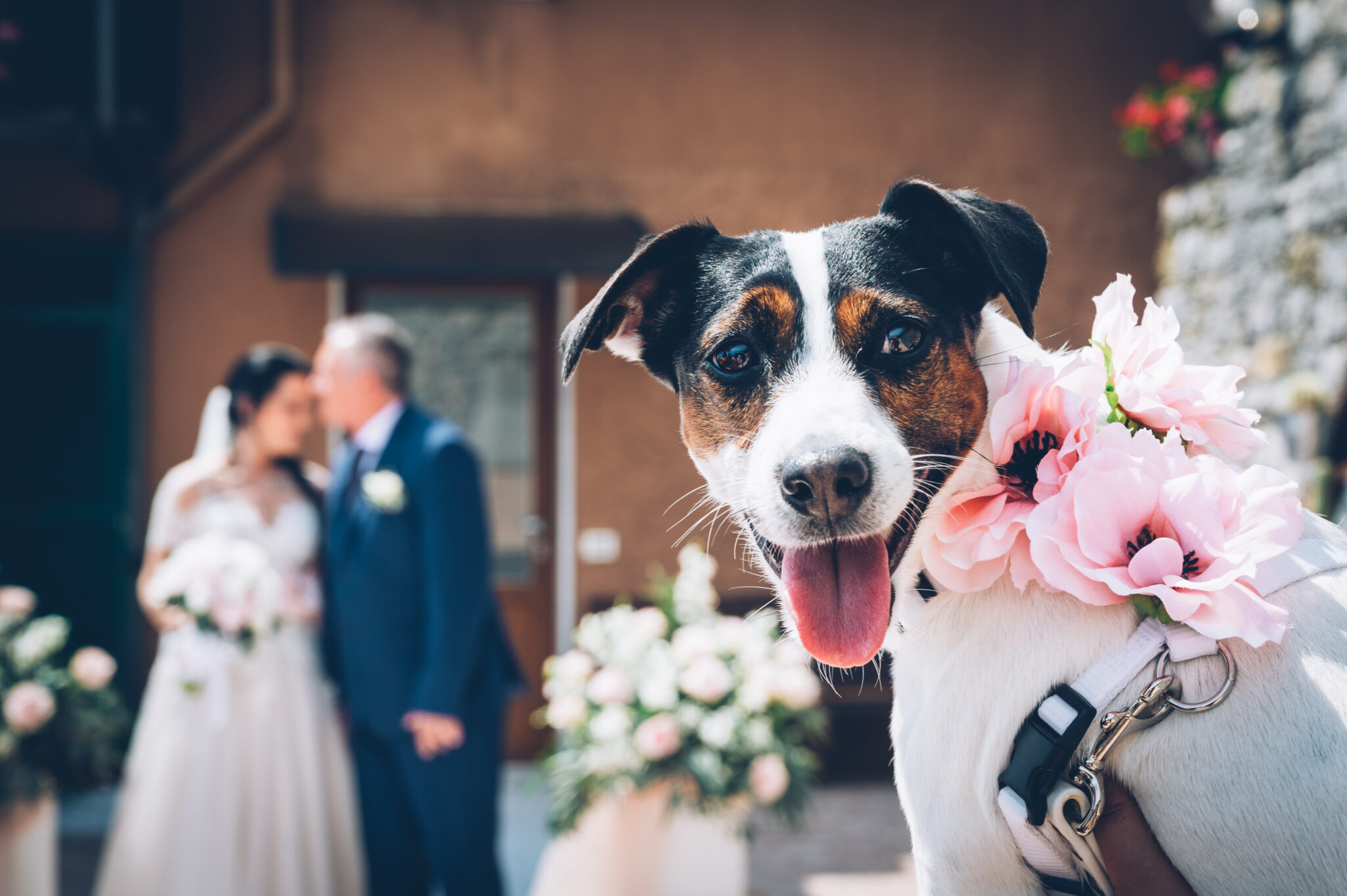 wedding dog sitter bergamo